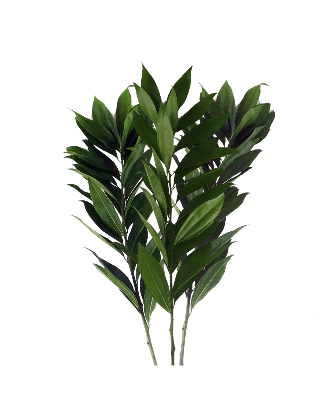 Cocculus Cocculus - Image 1