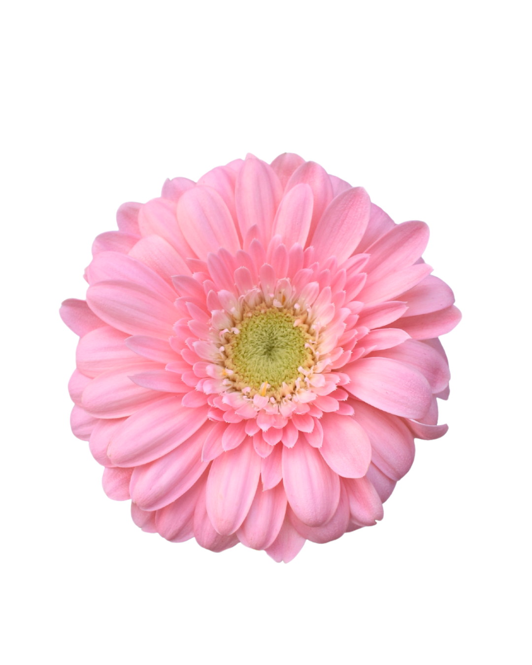 Gerbera Light pink (1) Gerberas Light Pink - Image 1
