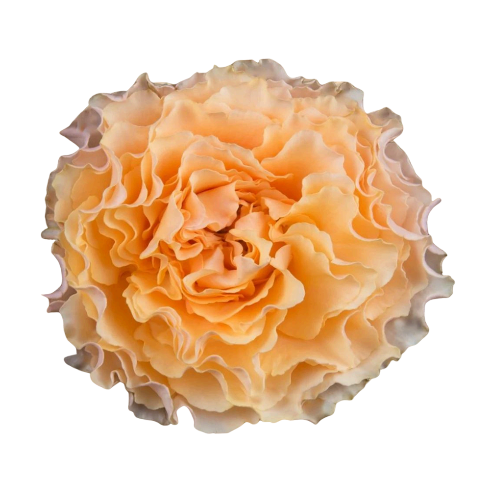 Group 48222 Campanella - Image 1