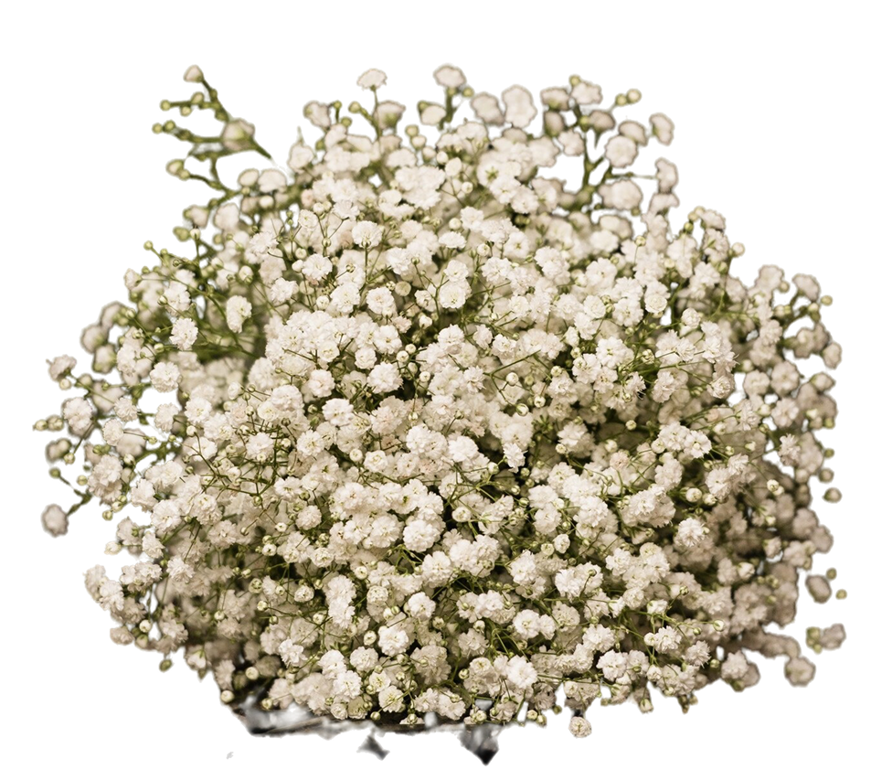 Group 48224 Gypso Blanco - Image 1