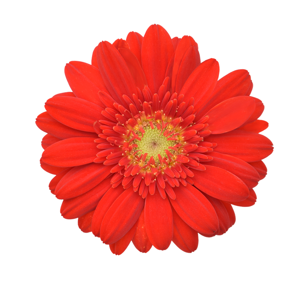 Group 48226 Gerberas Red - Image 1