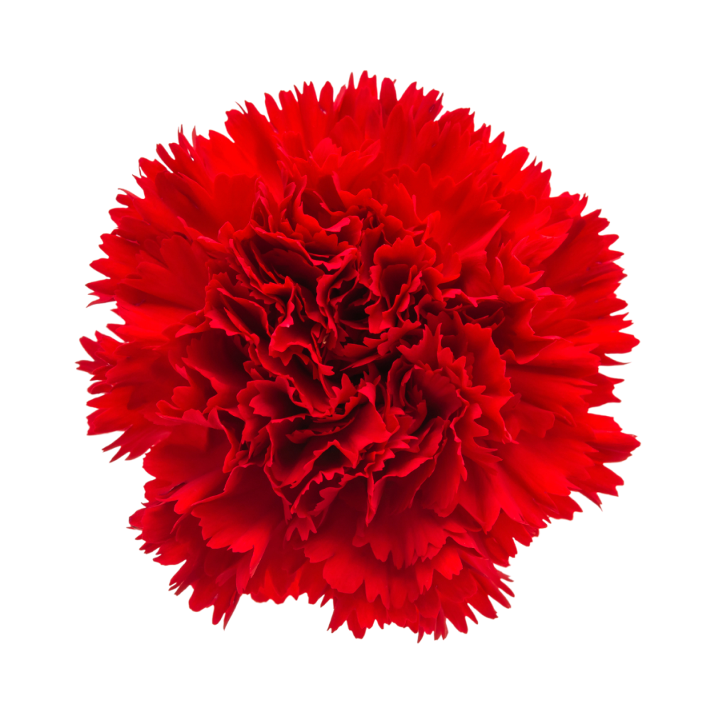 Group 48228 Red - Image 1