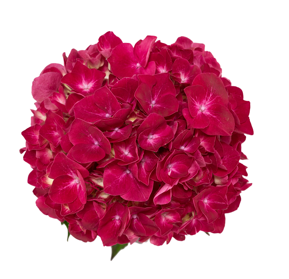 Group 48231 Hortensias Red - Image 1