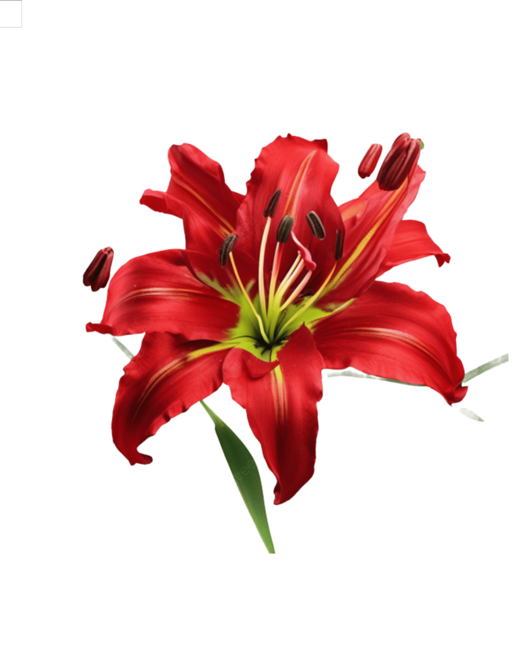 Lirio A Rojo Asiáticos Red - Image 1