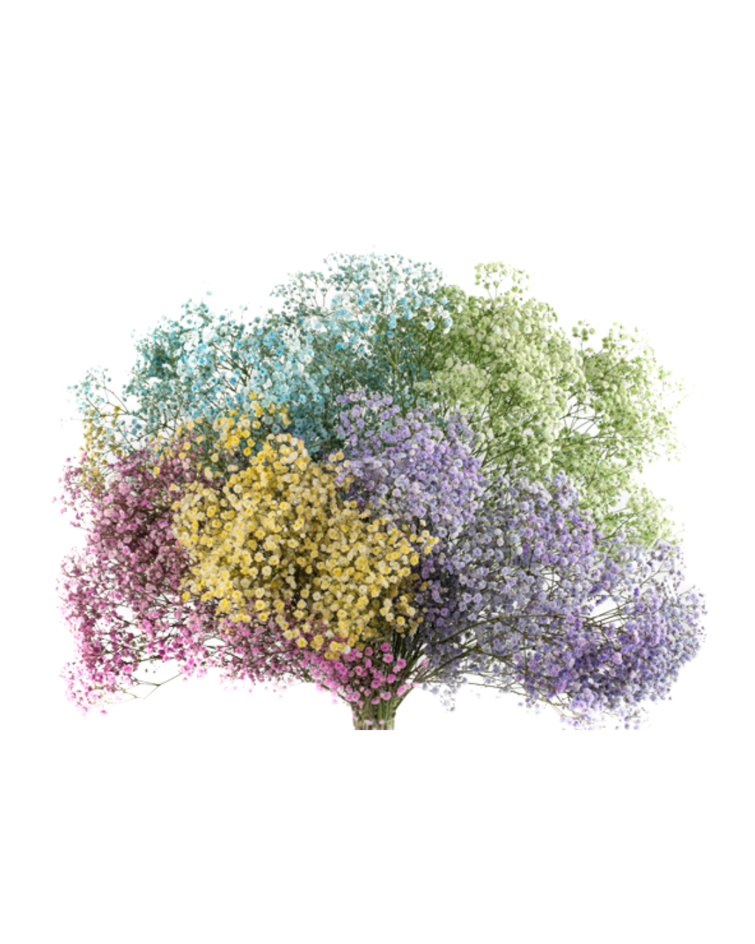 Yellow (1) Gypso Tinted - Image 1