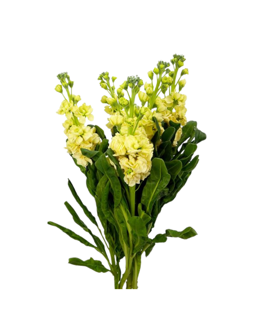 Alheli Crema Alheli Cream - Image 1