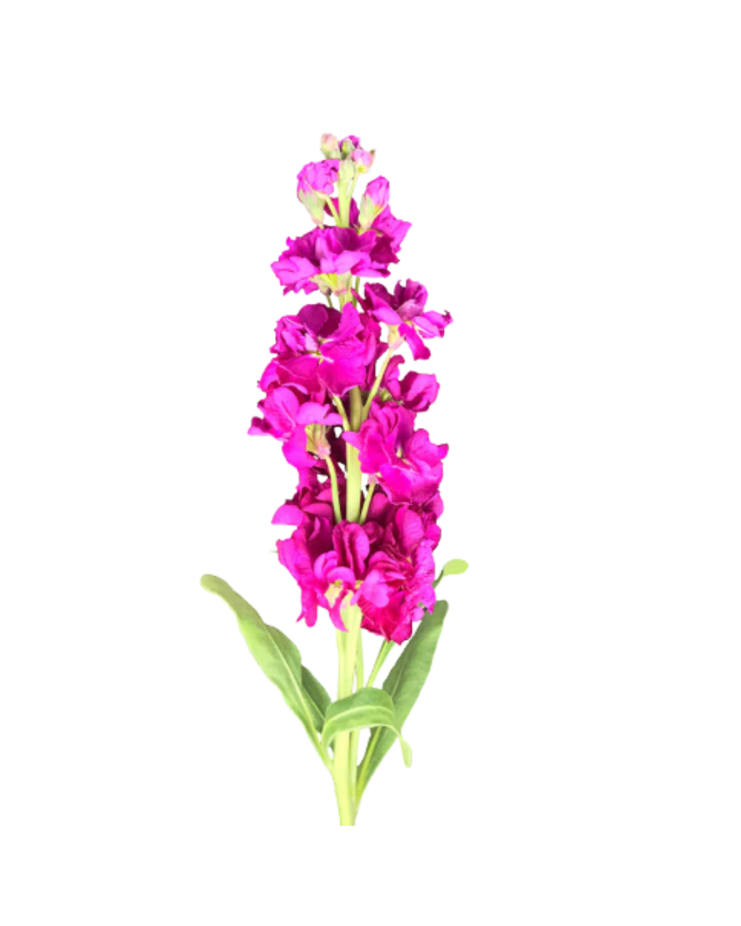 Alheli Hot Pink (1) Alheli Hot Pink - Image 1