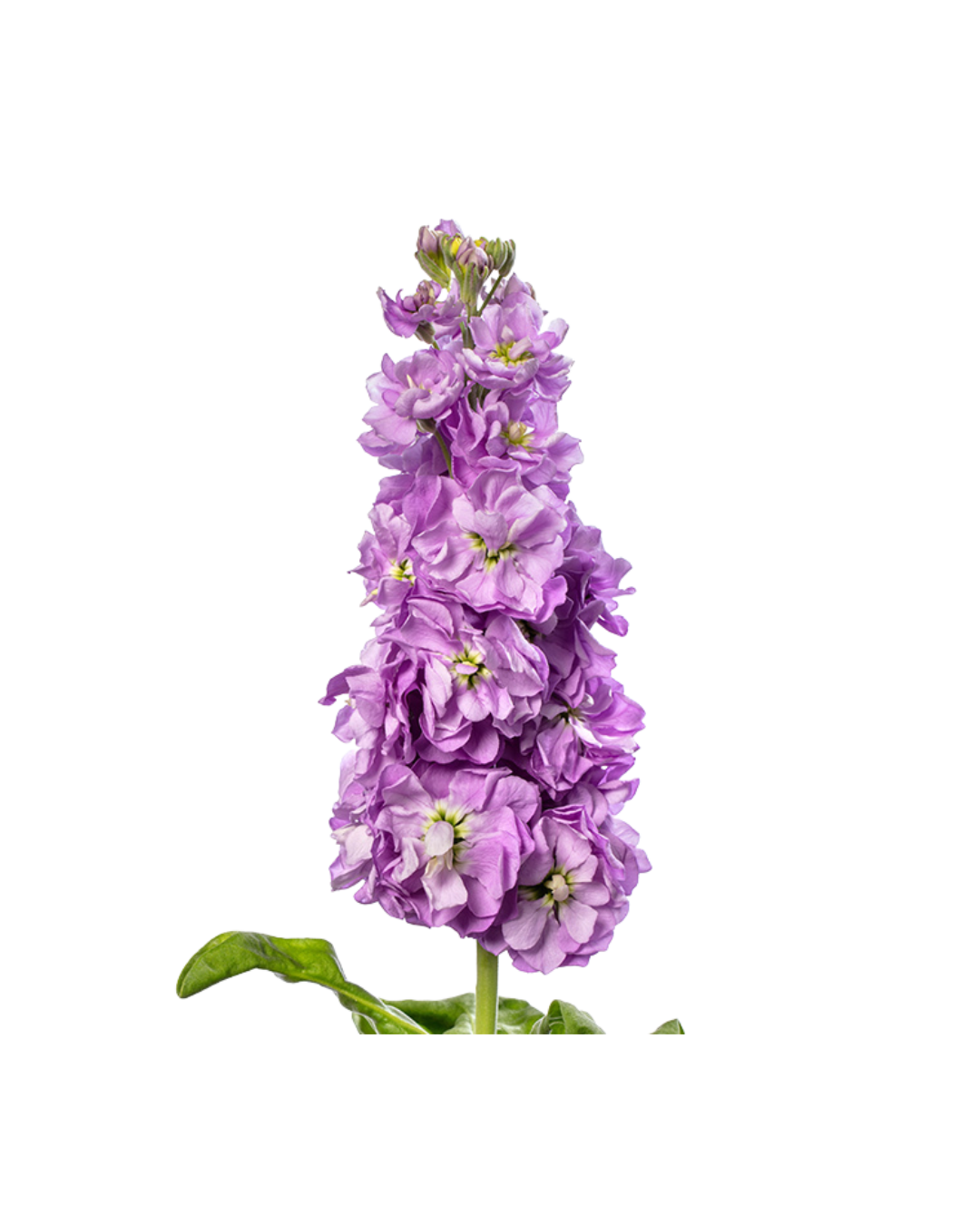 Alheli Lavender Alheli Lavender - Image 1