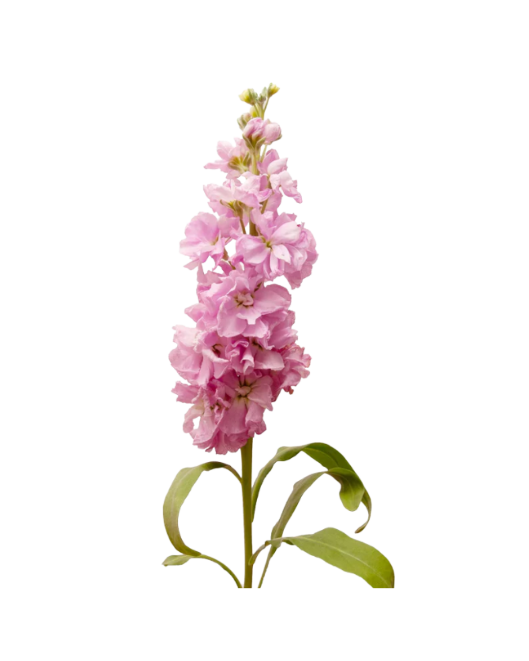 Alheli Light Pink (1) Alheli Light Pink - Image 1