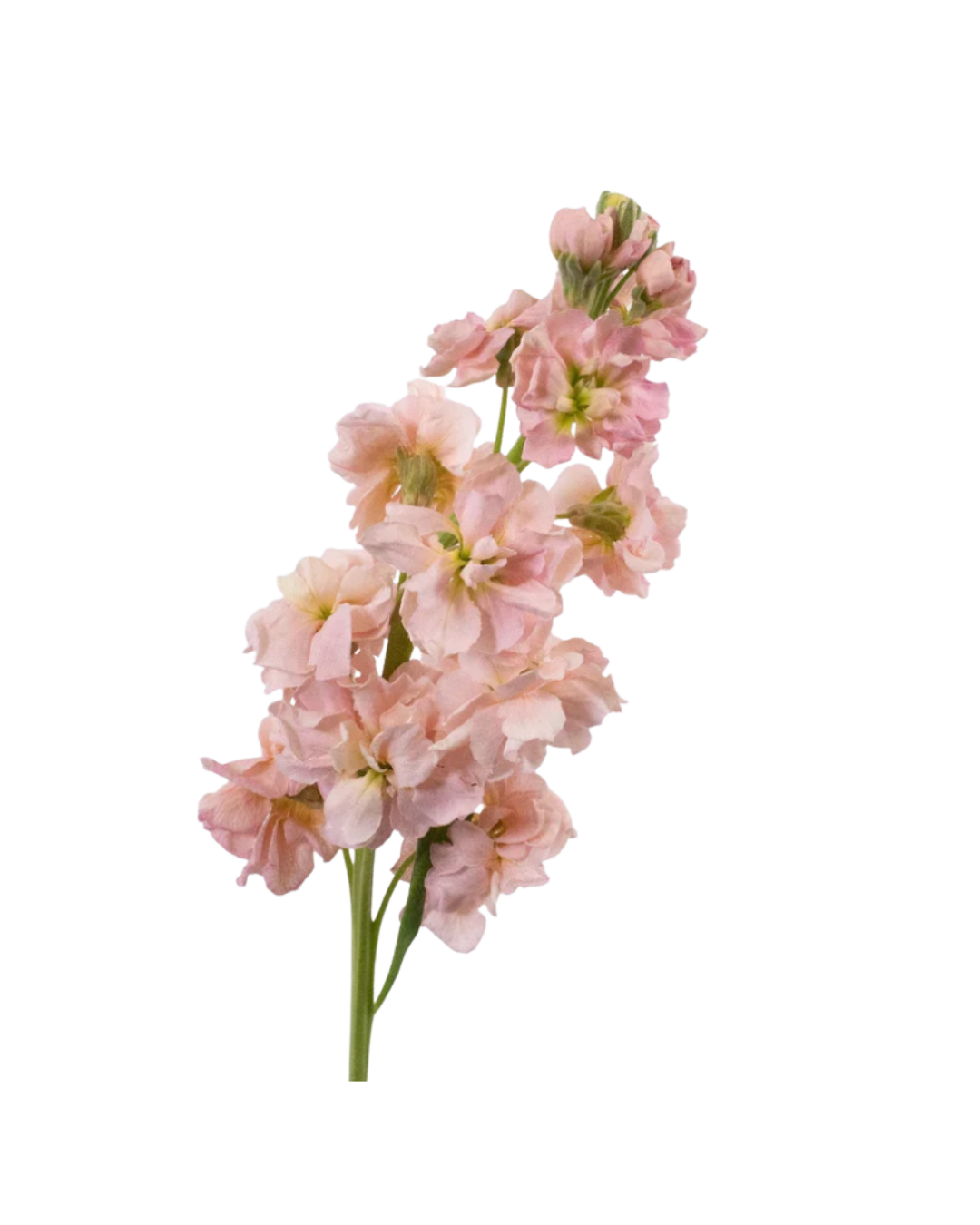 Alheli Peach Alheli Peach - Image 1