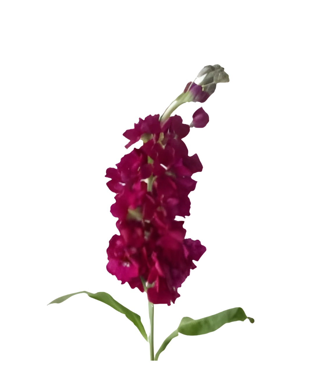 Alheli Red Alheli Red - Image 1