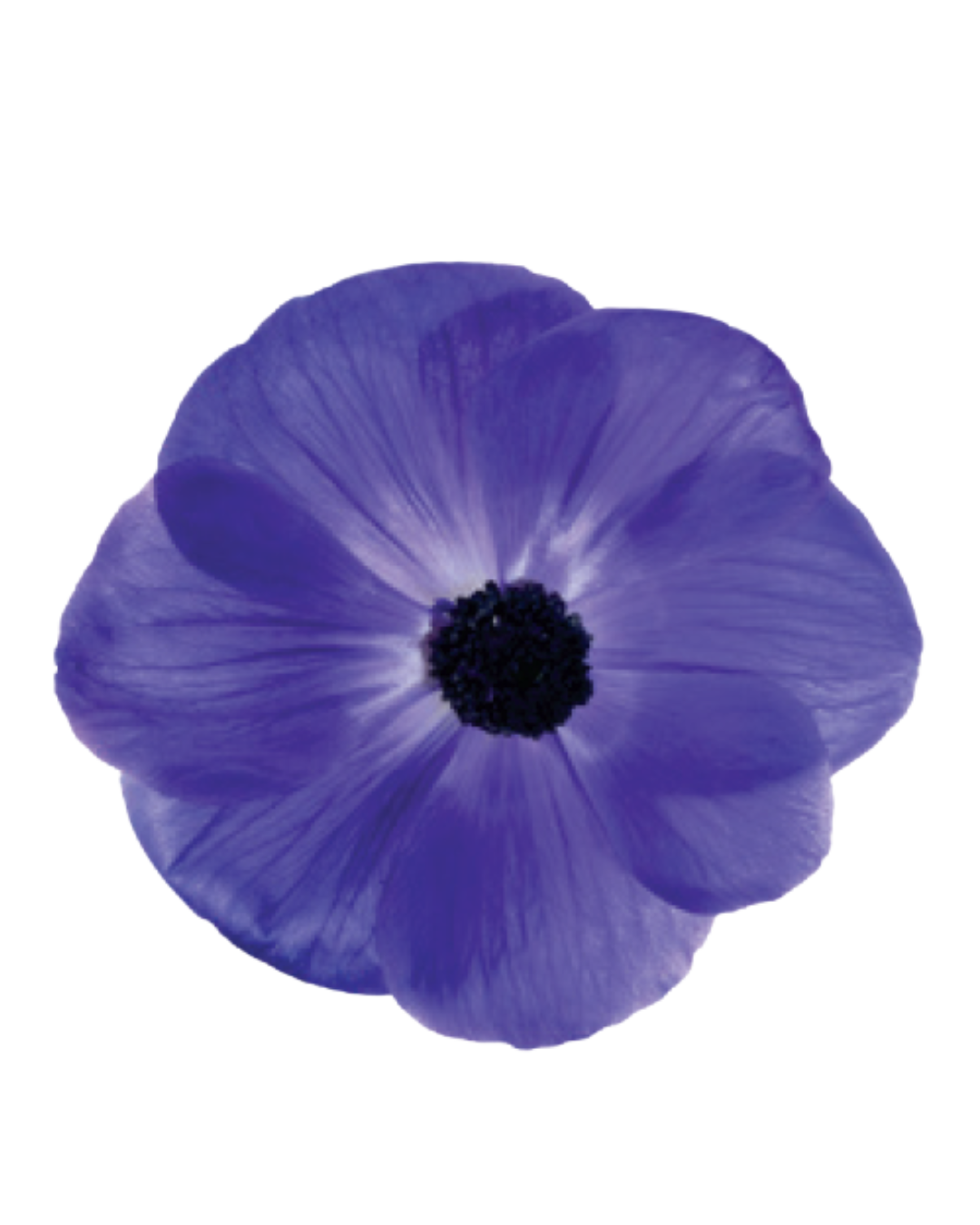 Anemona Blue Anemona Blue - Image 1