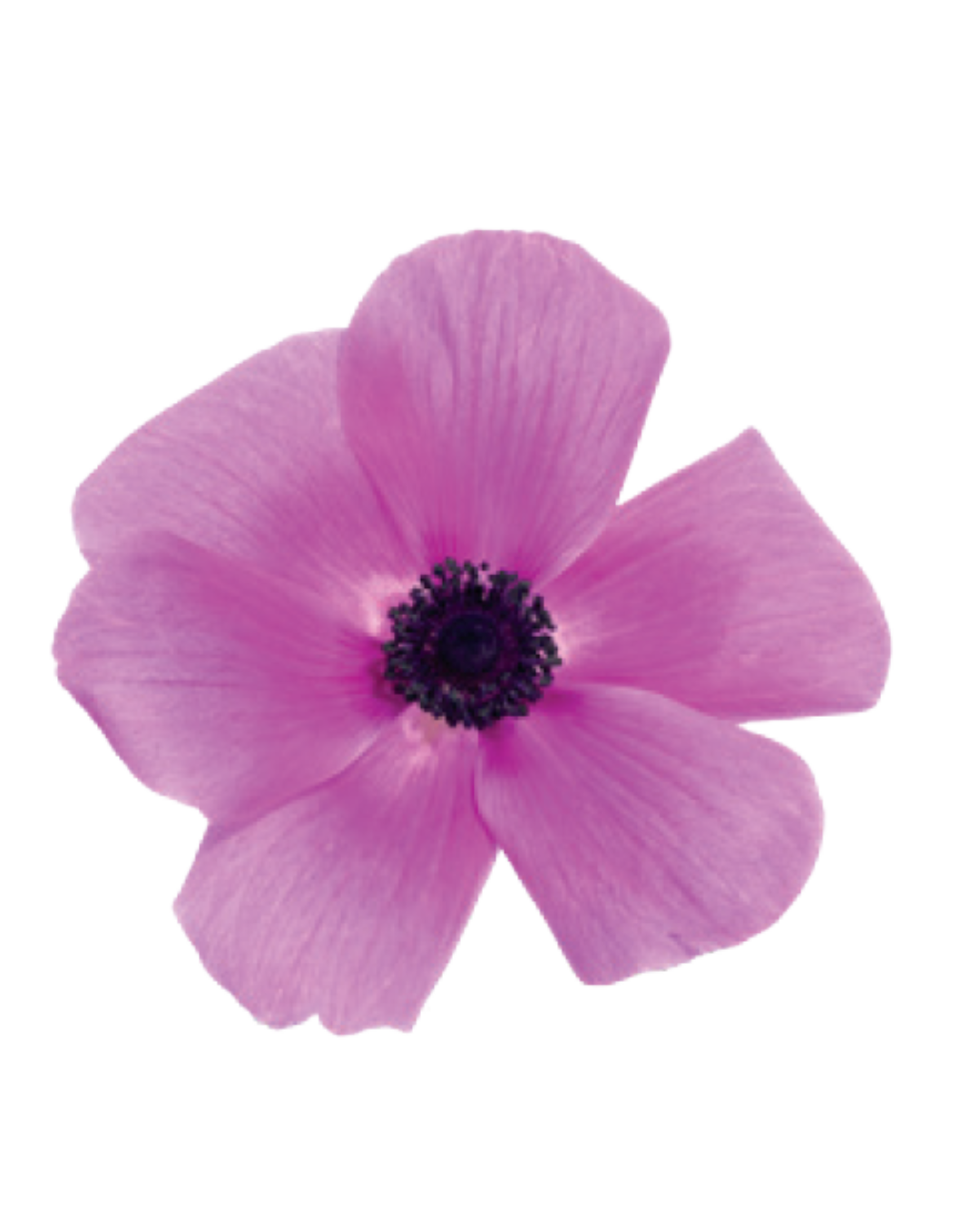 Anemona Light Pink Anemona Light Pink - Image 1