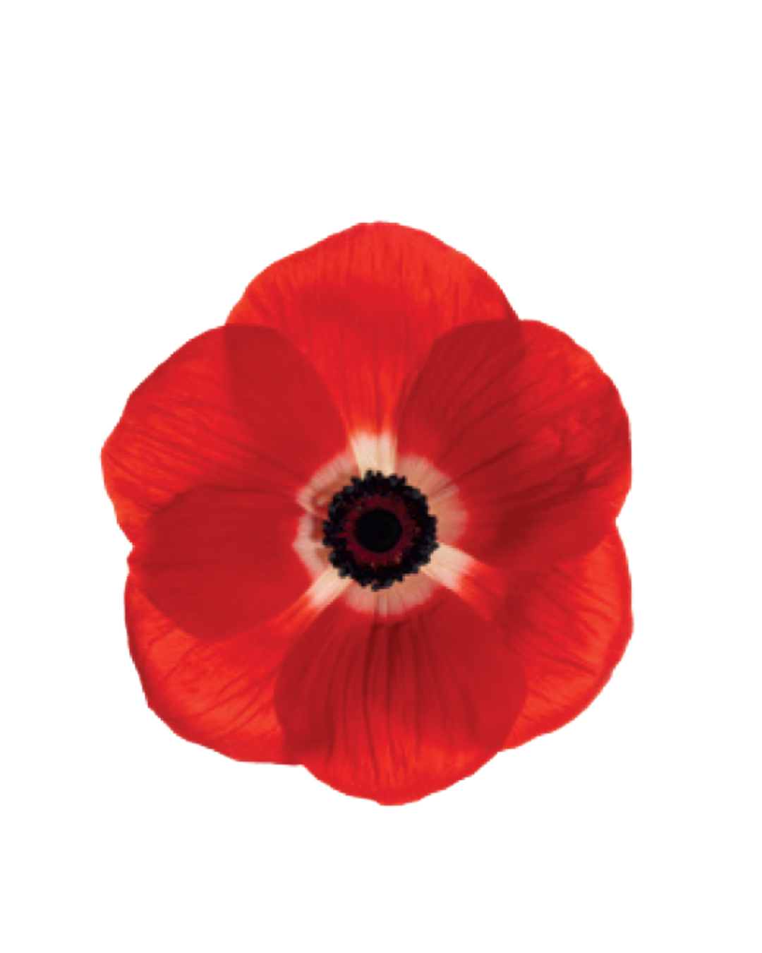 Anemona Orange Anemona Orange - Image 1