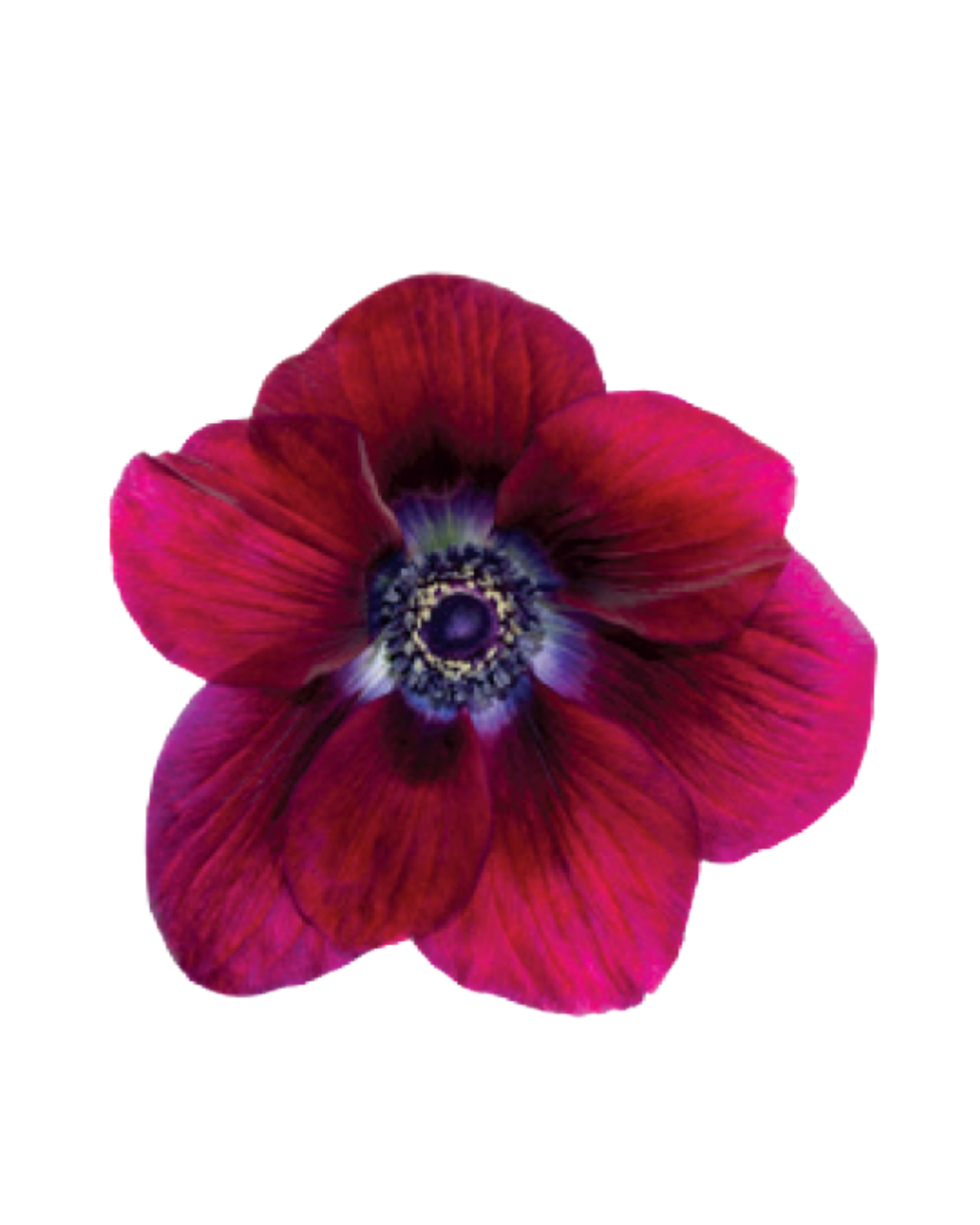 Anemona Red (1) Anemona Red - Image 1