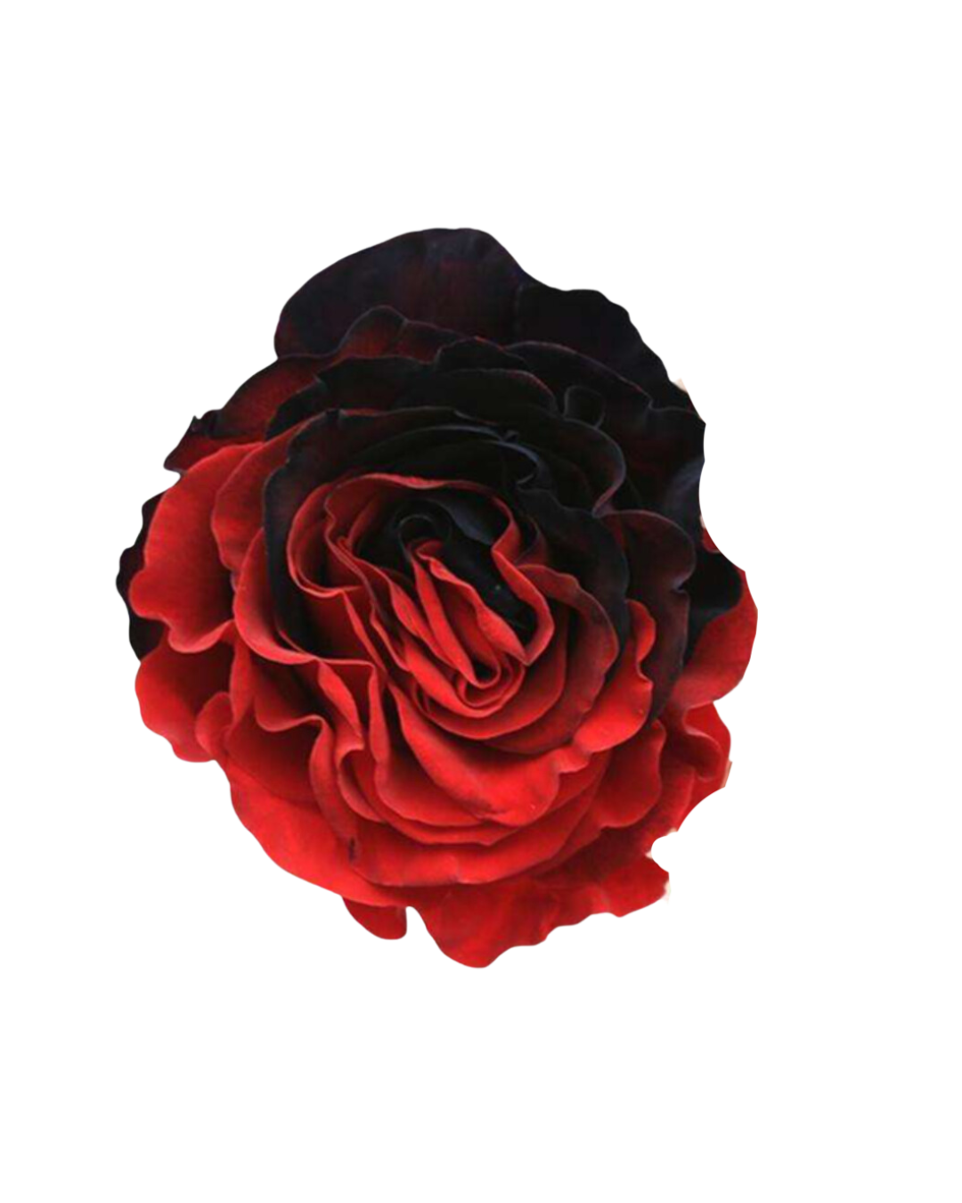 Bicolor Red Bicolor Red - Image 1