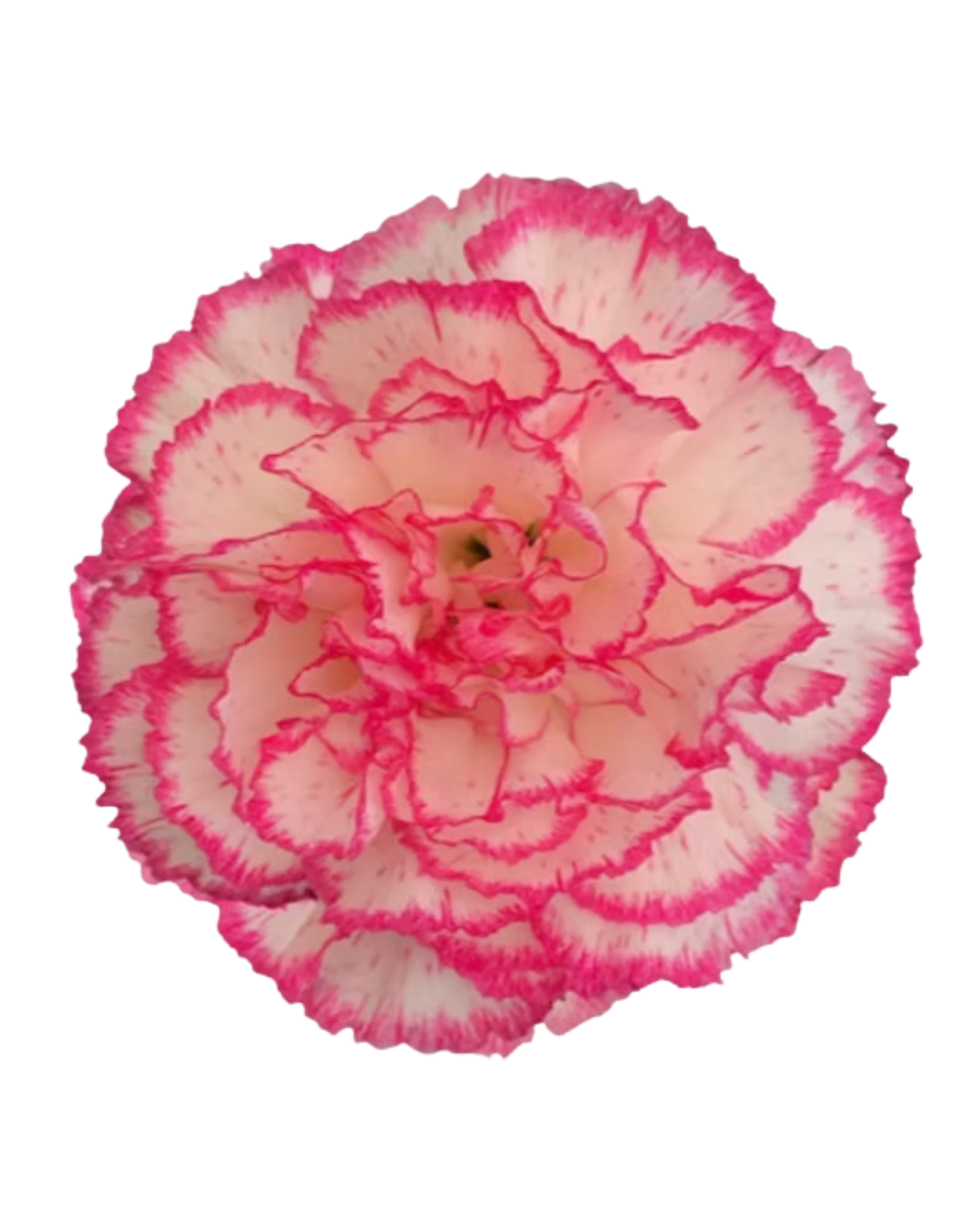 Clavel Bicolor Bicolor - Image 1