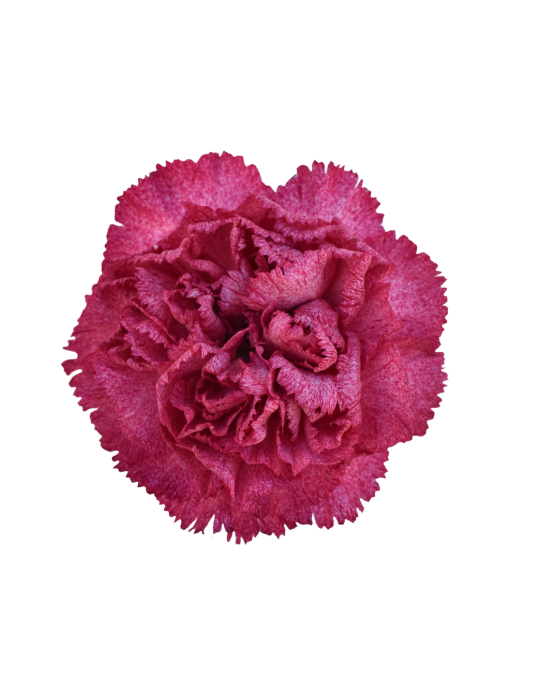 Clavel Hot Pink Hot Pink - Image 1