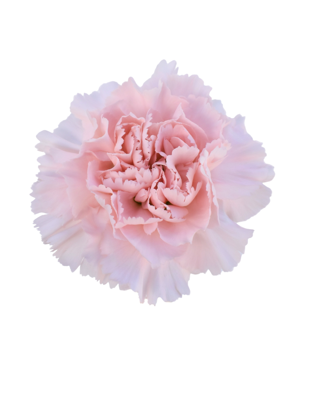 Clavel Light Pink Light Pink - Image 1