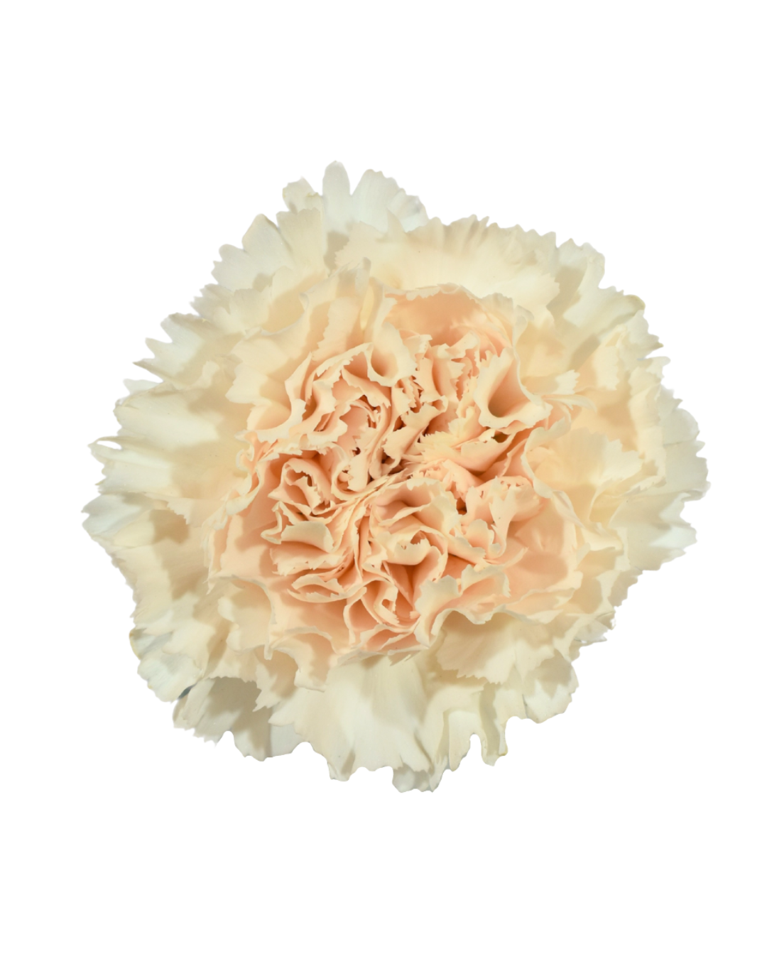 Clavel Peach Peach - Image 1