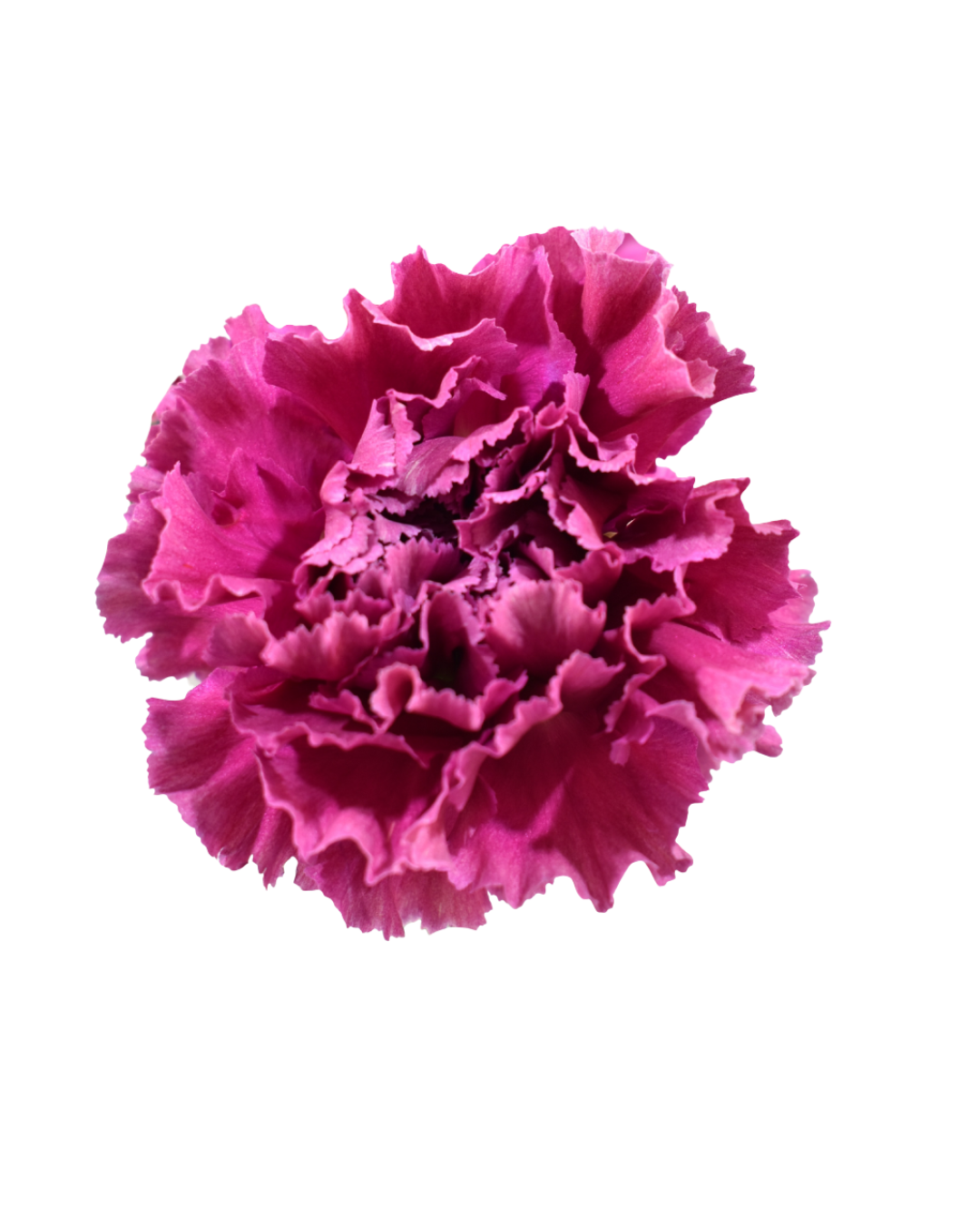 Clavel Purple Purple - Image 1