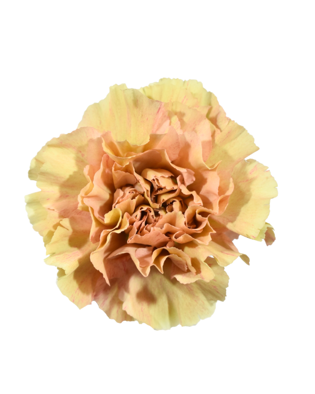 Clavel Yellow (1) Yellow - Image 1