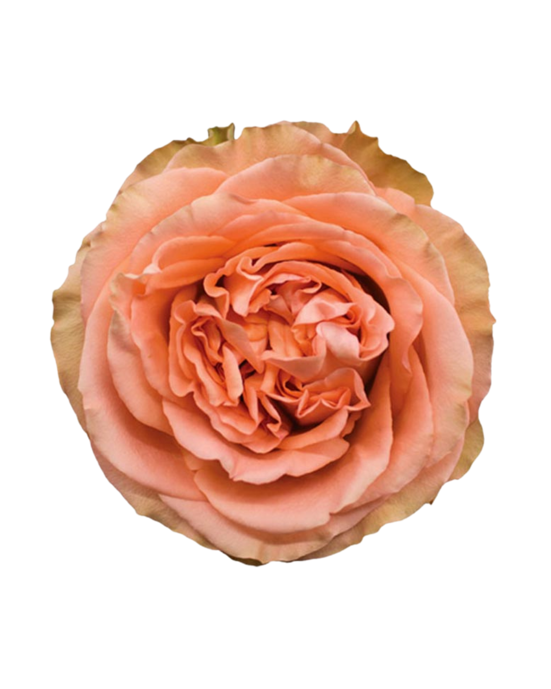 Country Home Country Home - Image 1