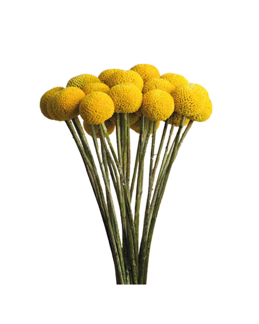 Craspedias Yellow Craspedias - Image 1