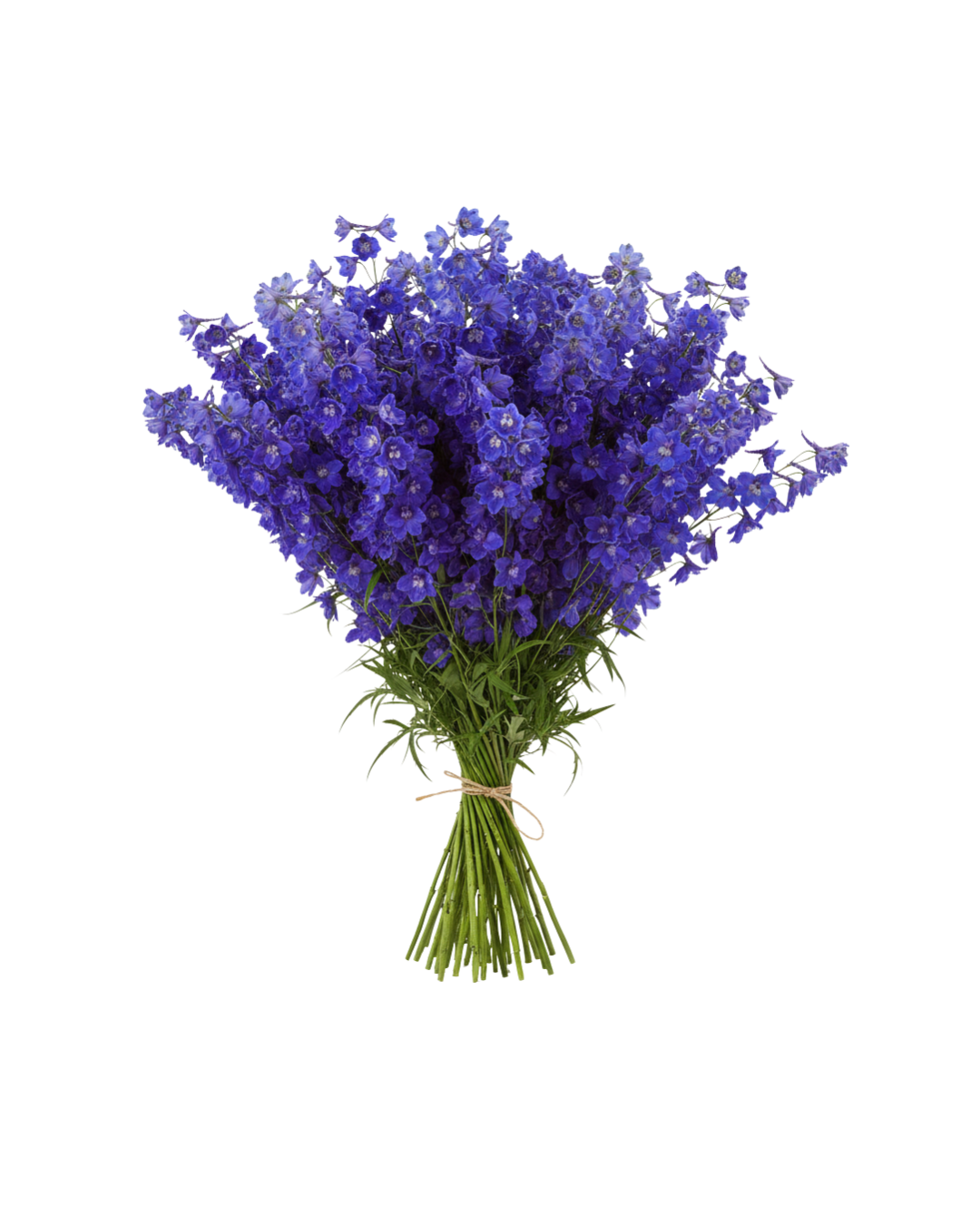 Delphinium Delphinium Blue - Image 1