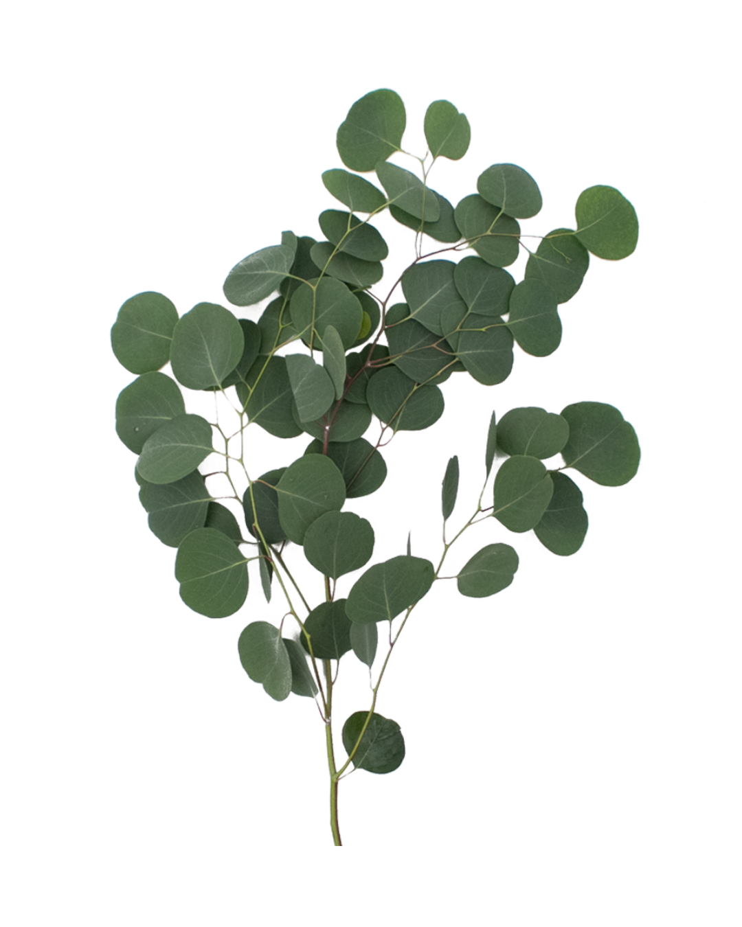 Eucalyptus Silver dollar Eucalyptus Silver Dollar - Image 1