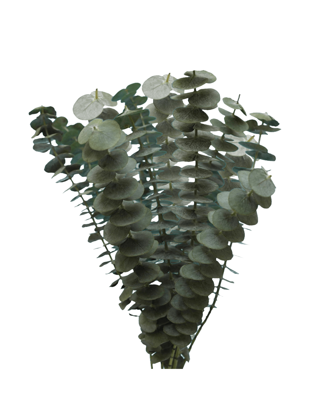 Eucalyptus Eucalyptus Baby Blue - Image 1