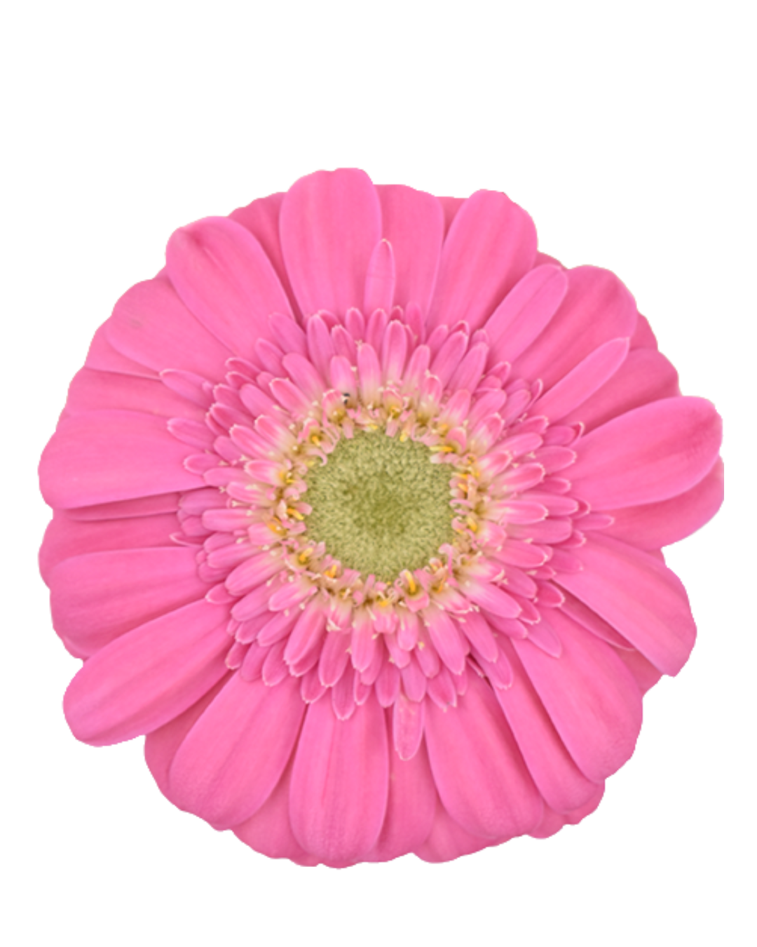 Gerbera Hot Pink Hot Pink - Image 1