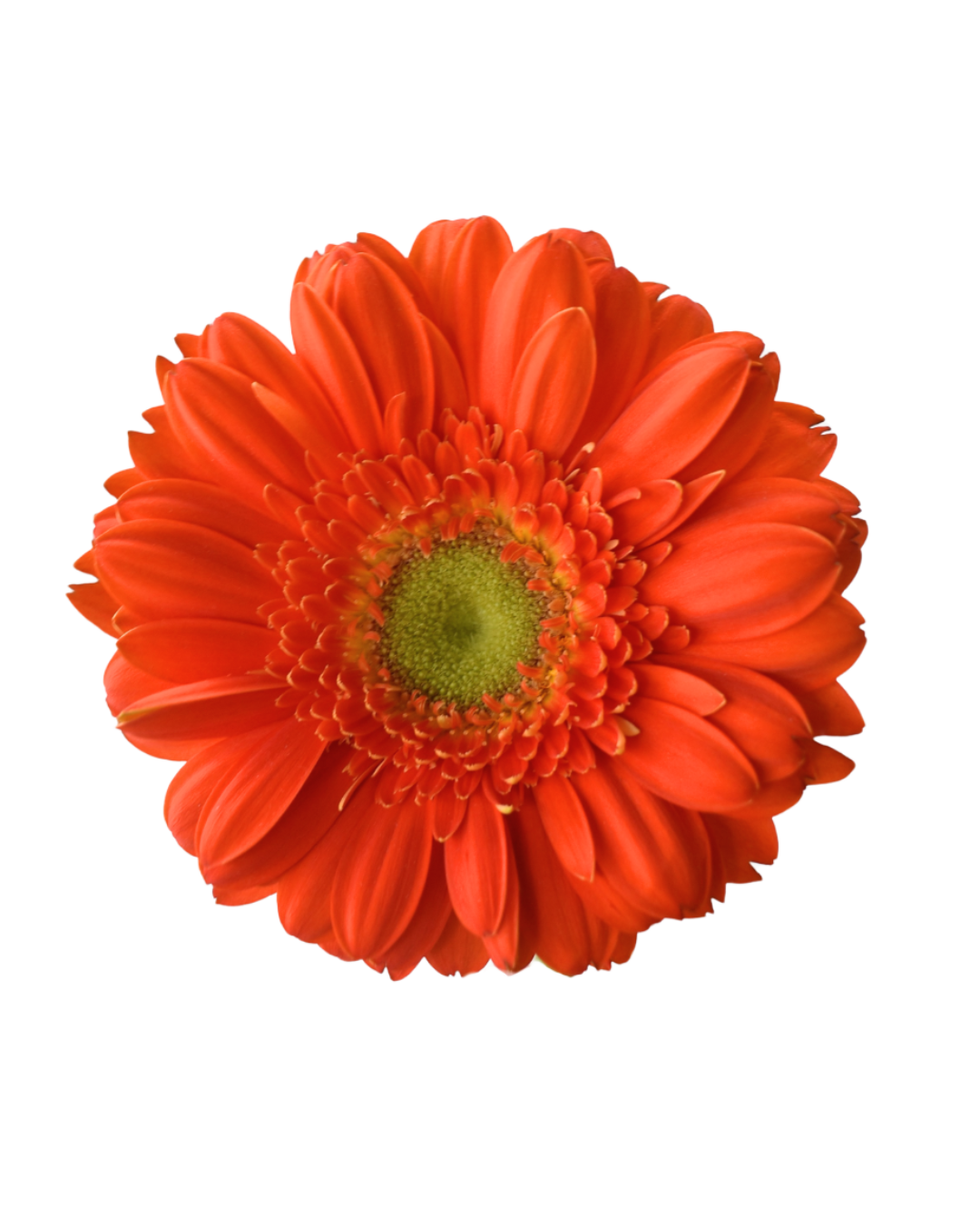 Gerbera Orange Orange - Image 1