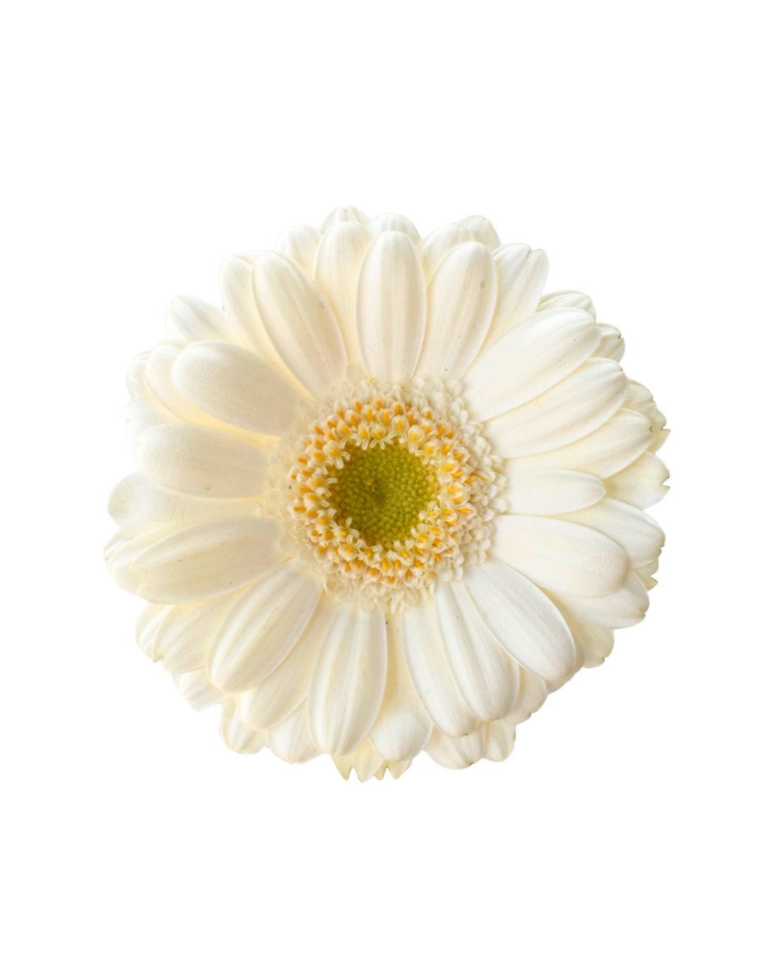 Gerberas White (1) White - Image 1