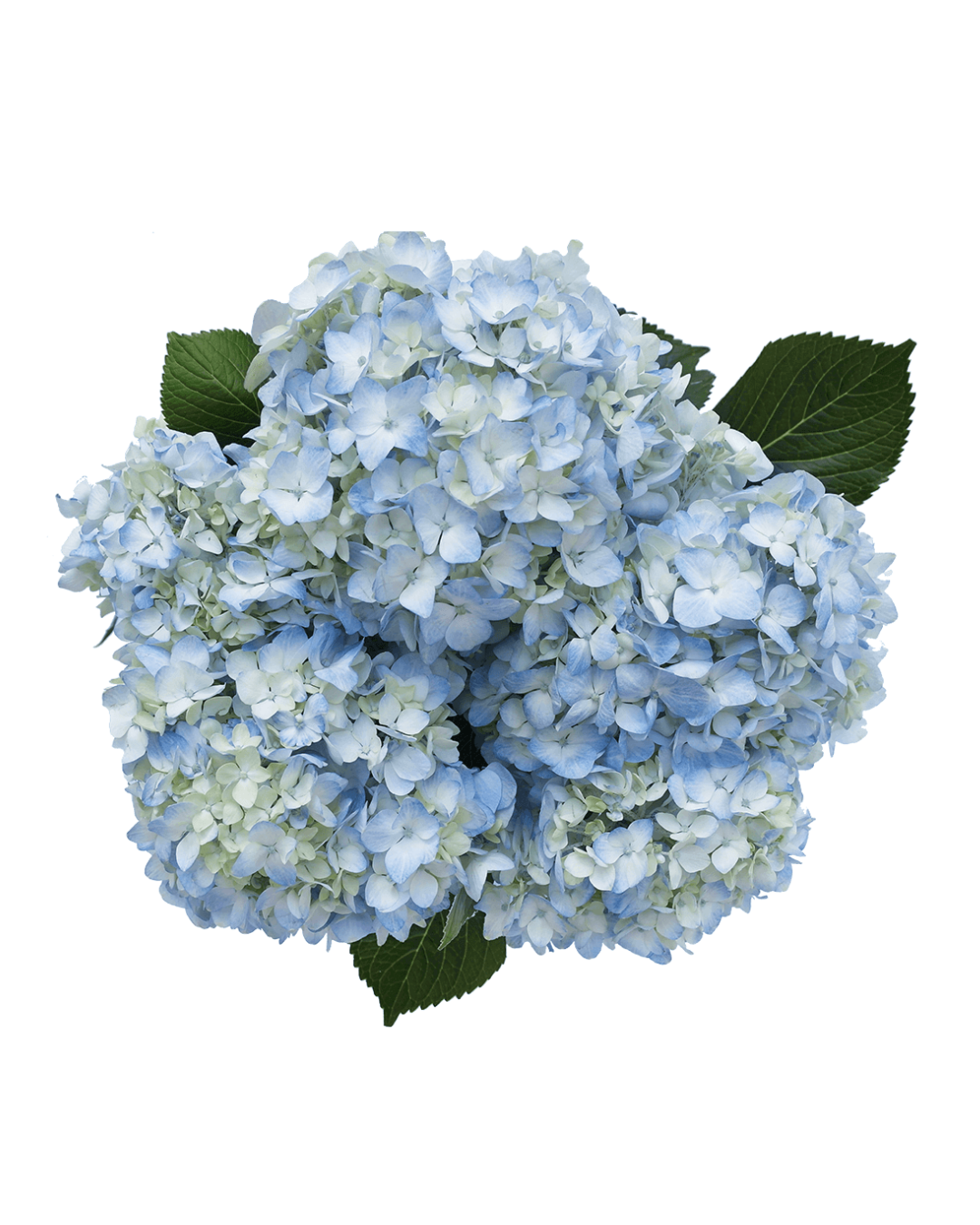 Hortensia Blue Hortensias Blue - Image 1