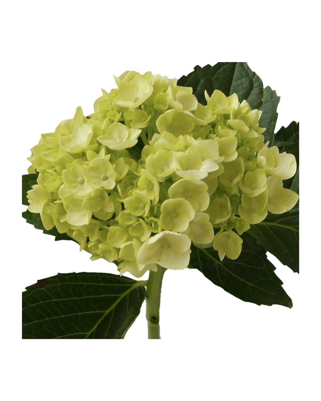 Hortensia Green Hortensias Green - Image 1