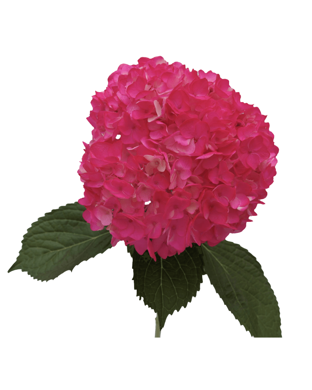 Hortensia Hot Pink Hortensias Hot Pink - Image 1