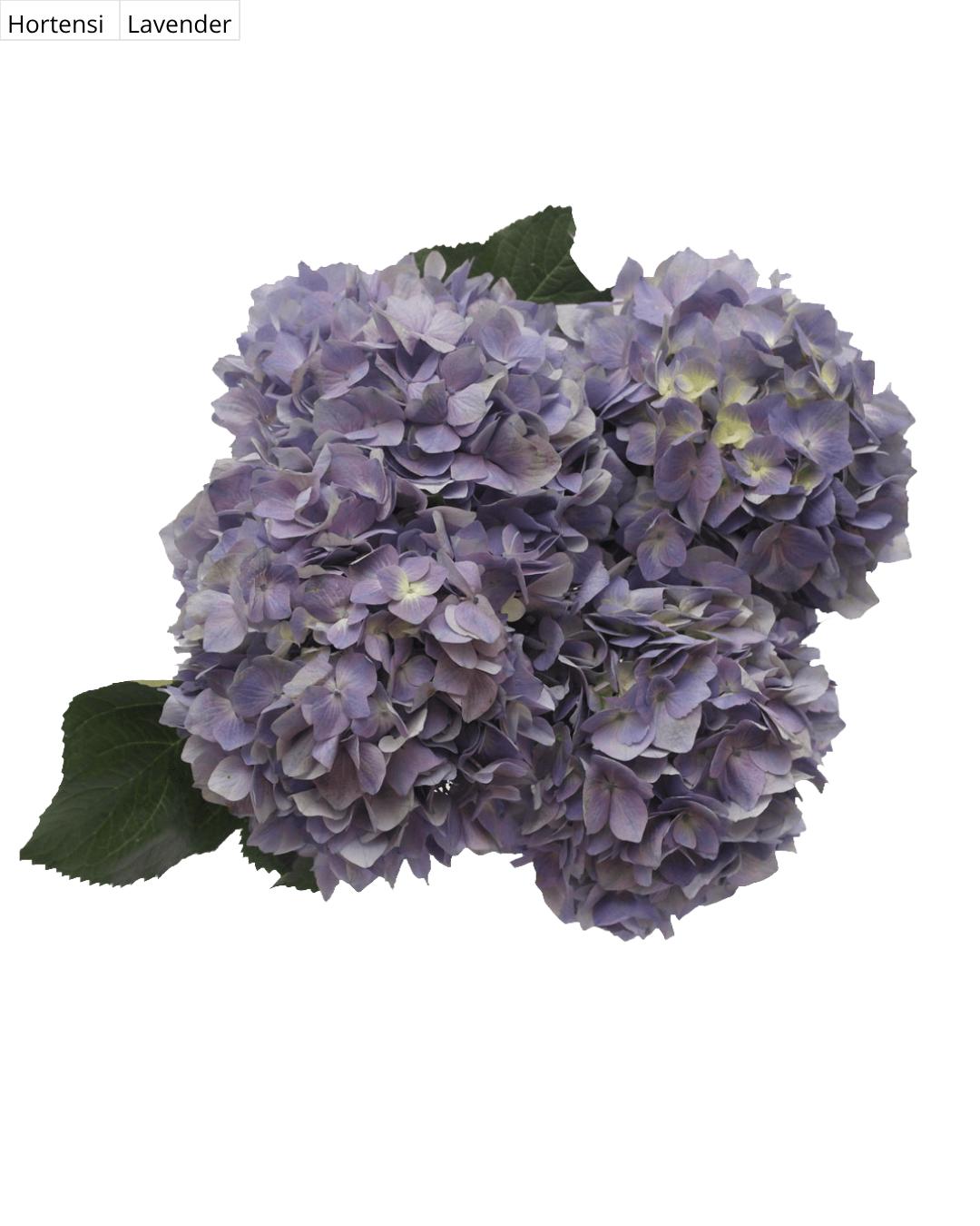 Hortensia Lavender Hortensias Lavender - Image 1