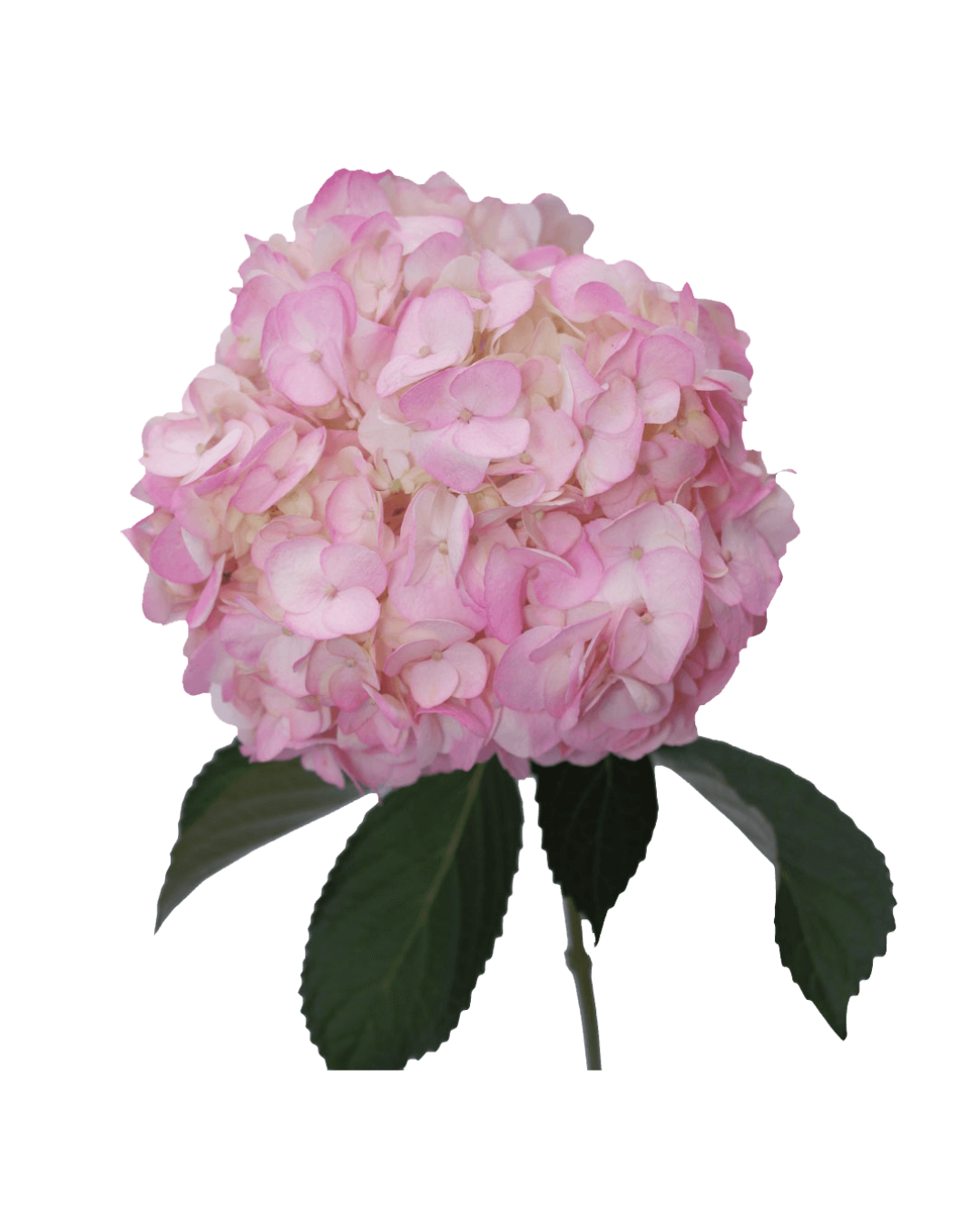 Hortensia Light Pink Hortensias Light Pink - Image 1