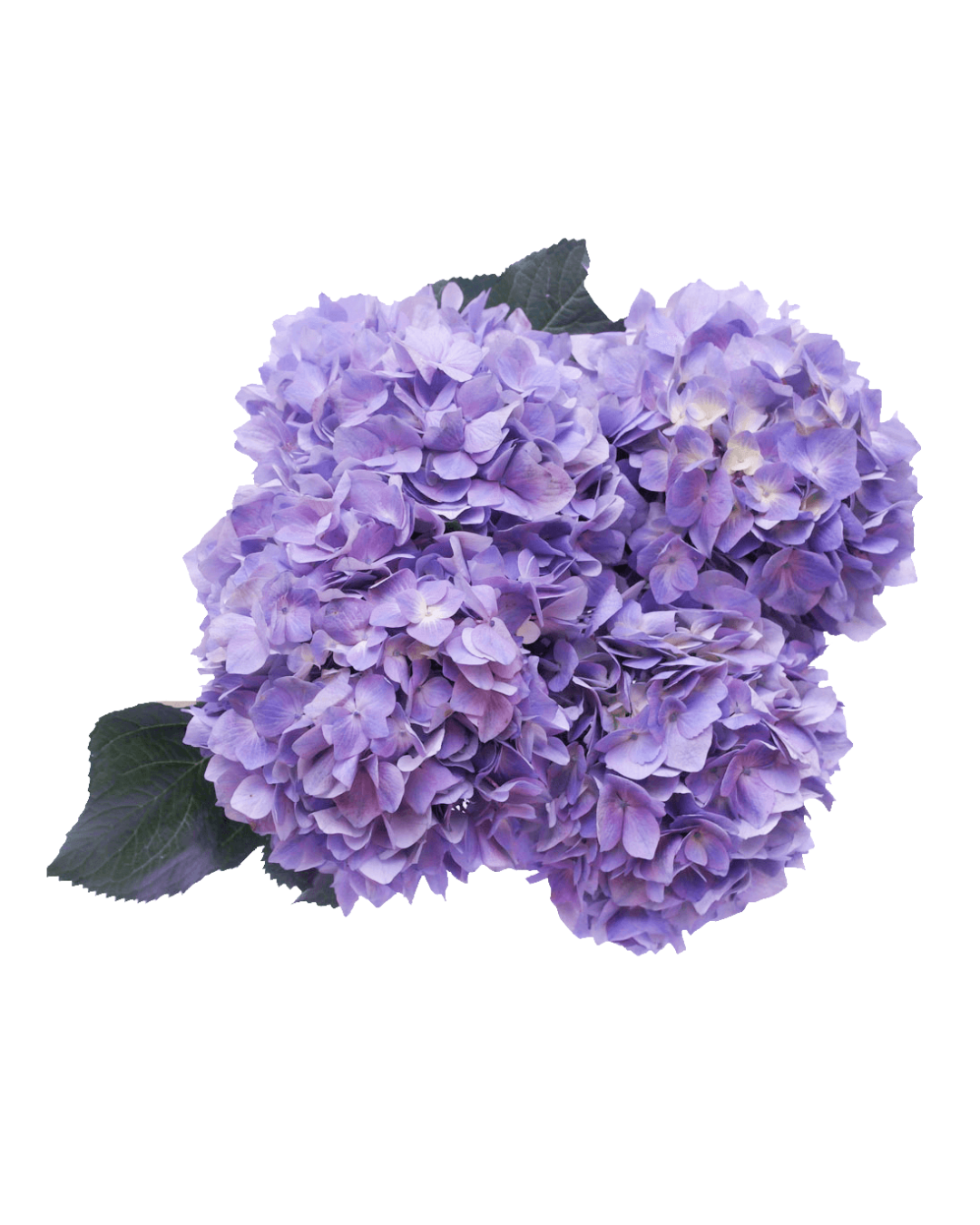 Hortensia Lilac Hortensias Lilac - Image 1