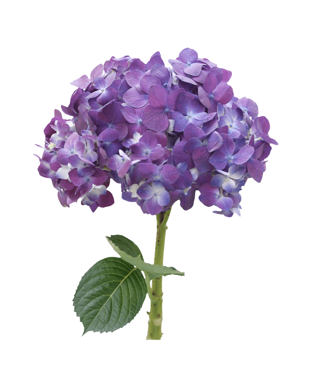 Hortensia Purple Hortensias Purple - Image 1
