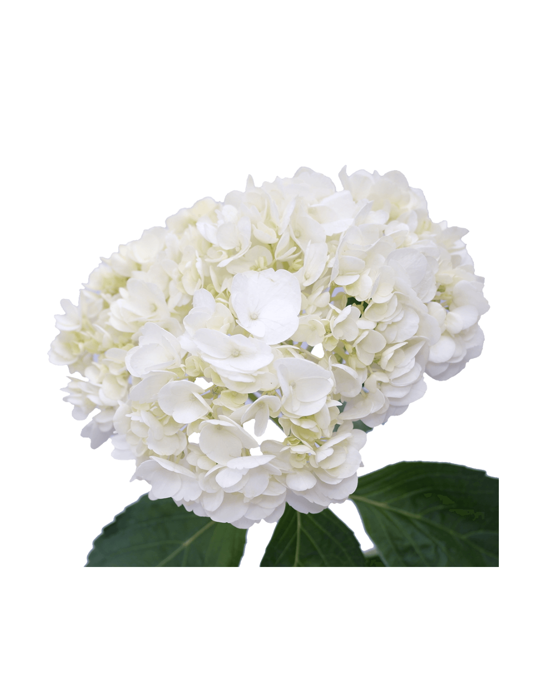 Hortensia White Hortensias White - Image 1