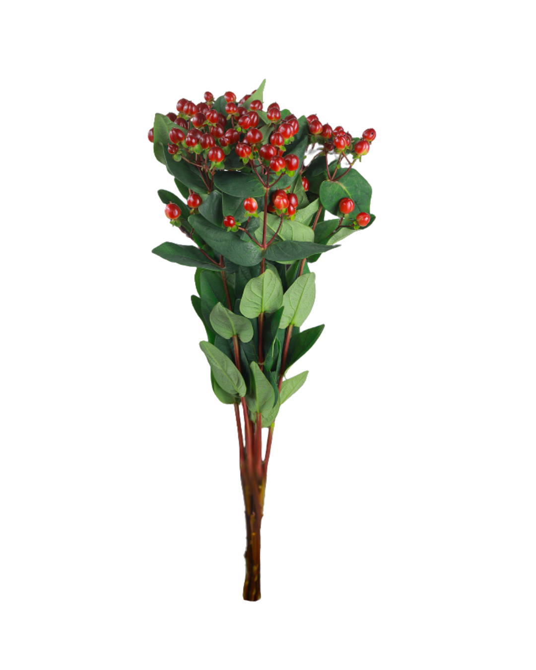 Hypercum Magical Cherry Hypericum Magical Cherry - Image 1