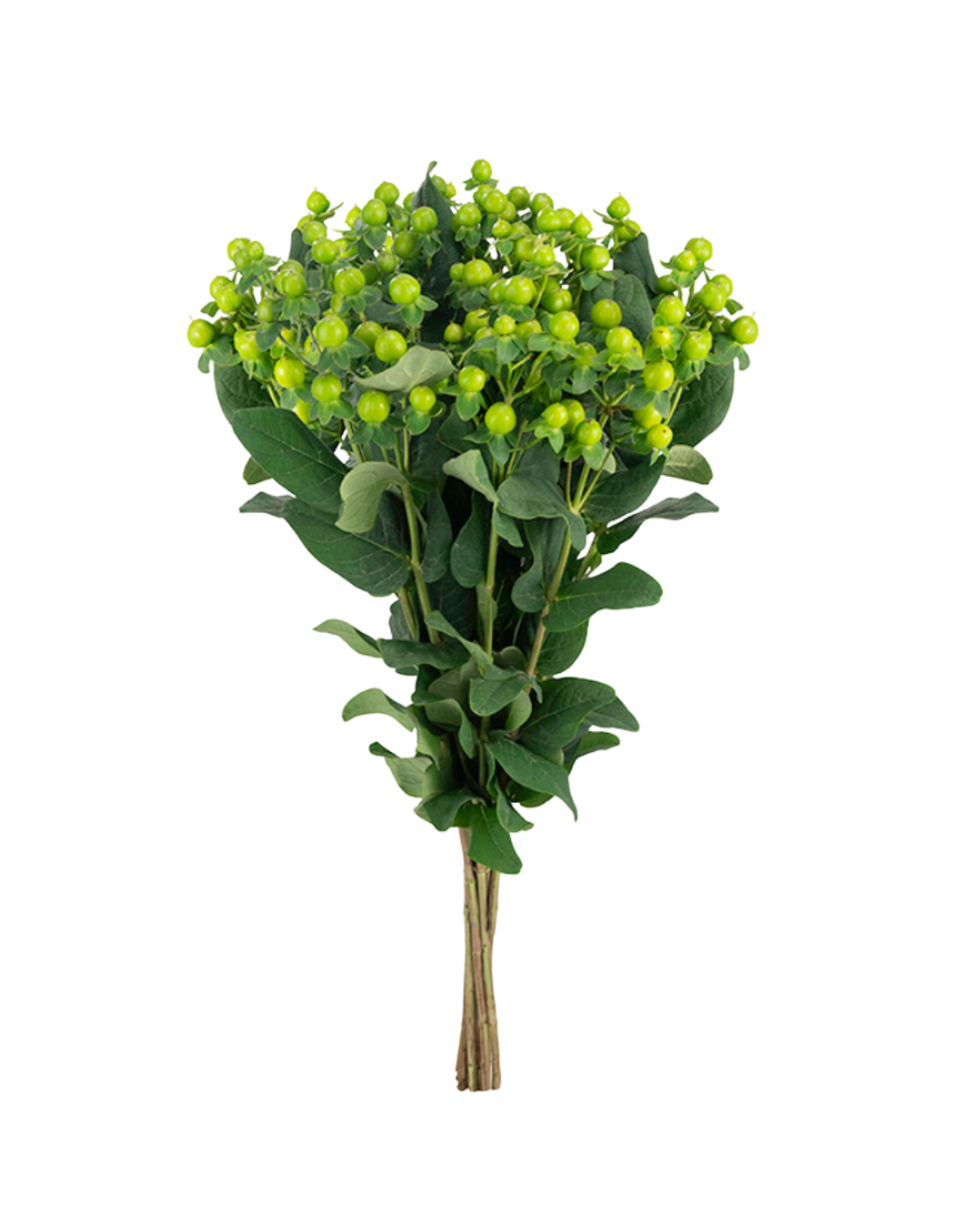 Hypercum Magical Renata Green Hypericum Magical Renata Green - Image 1