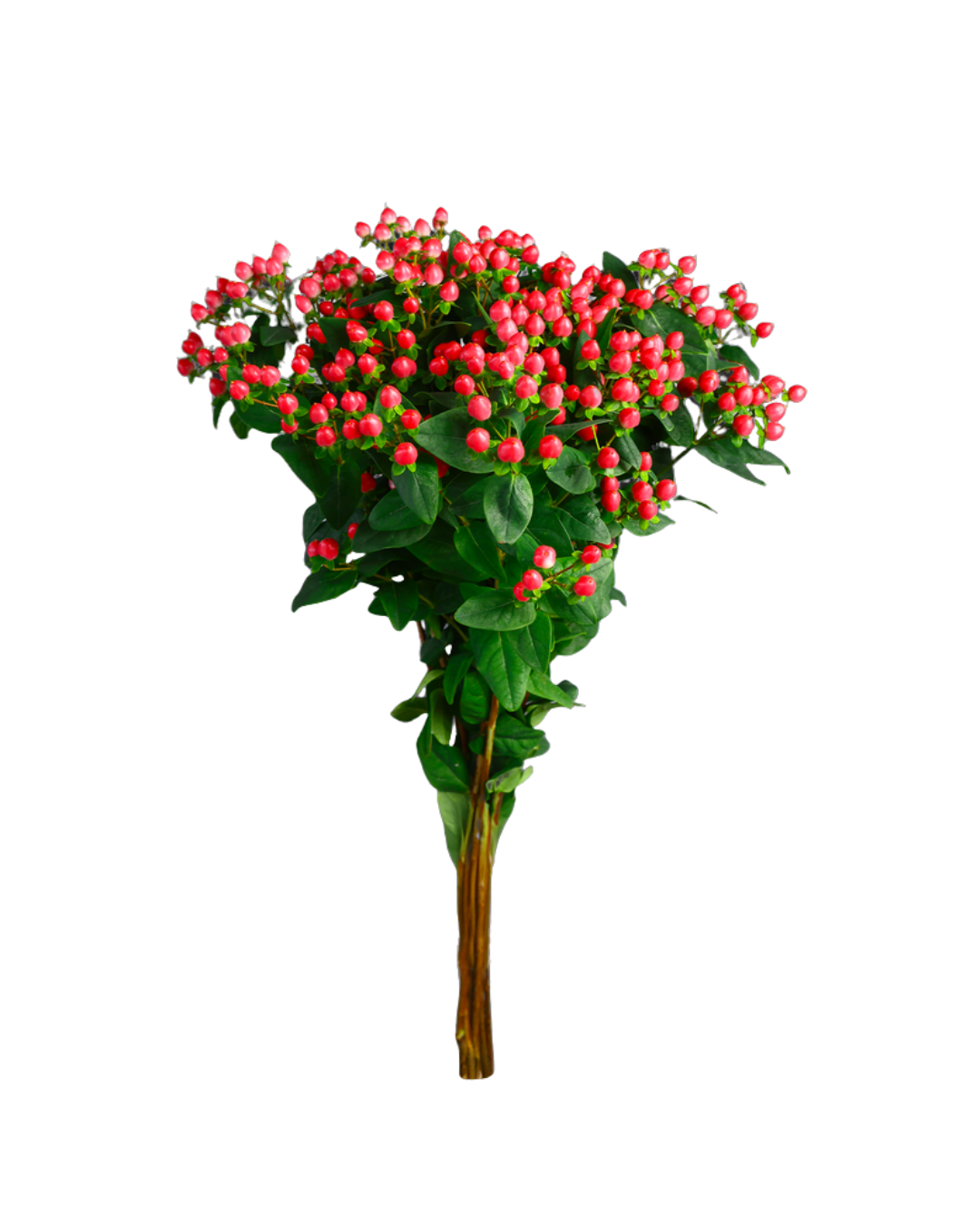 Hypercum Magical Royal Princess Hypericum Magical Royal Princess - Image 1