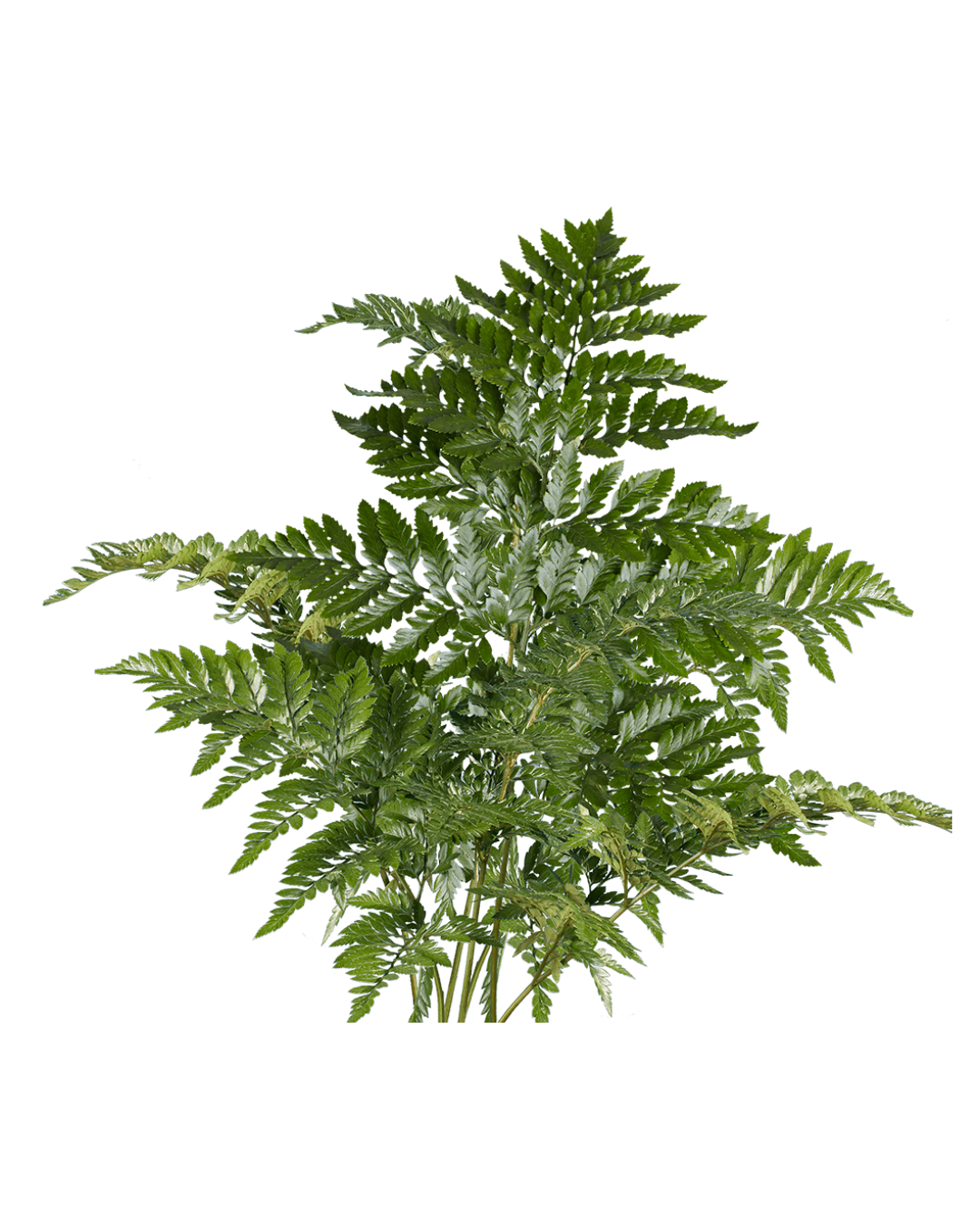 Leath (1) Leatherleaf Fern - Image 1