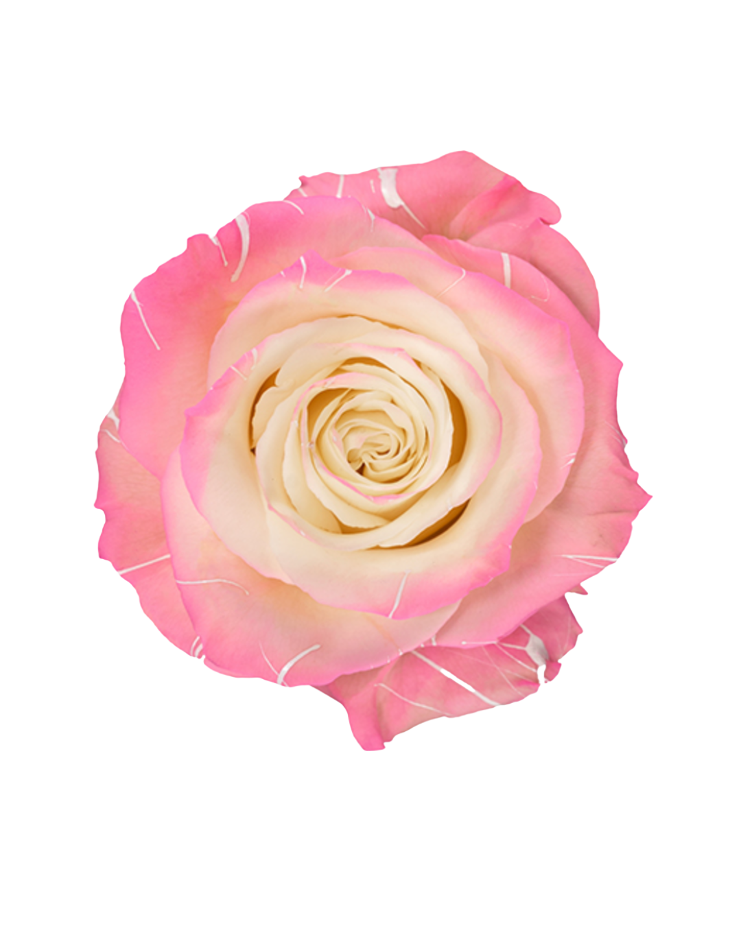 Light Pink Splash Light Pink Splash - Image 1