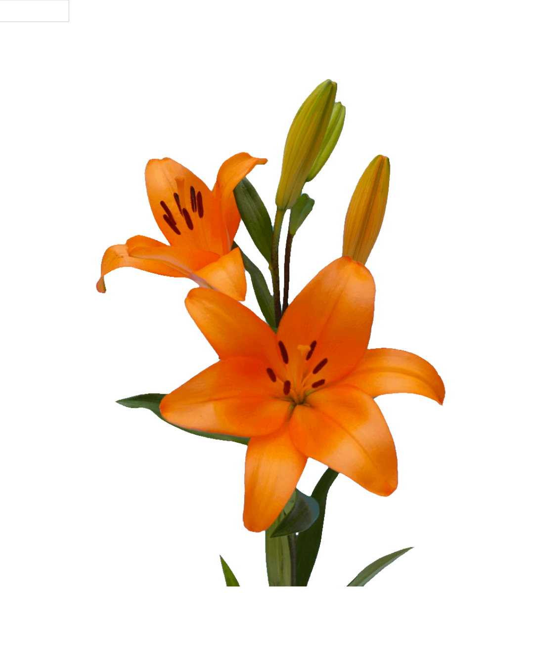Lirios A Orange Asiáticos Orange - Image 1