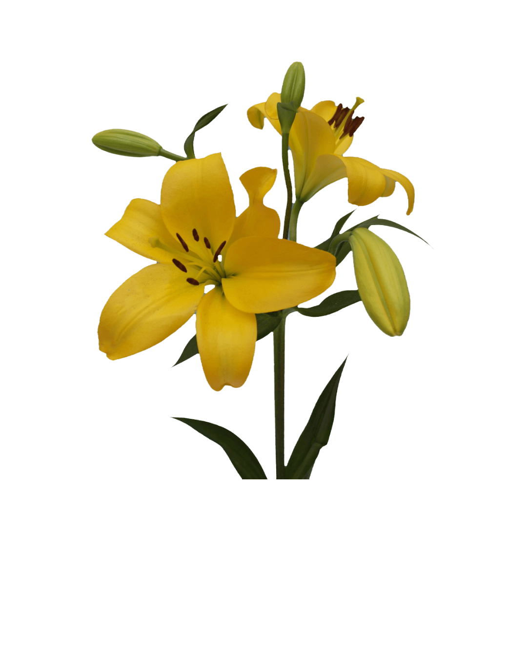 Lirios A Yellow Asiáticos Yellow - Image 1