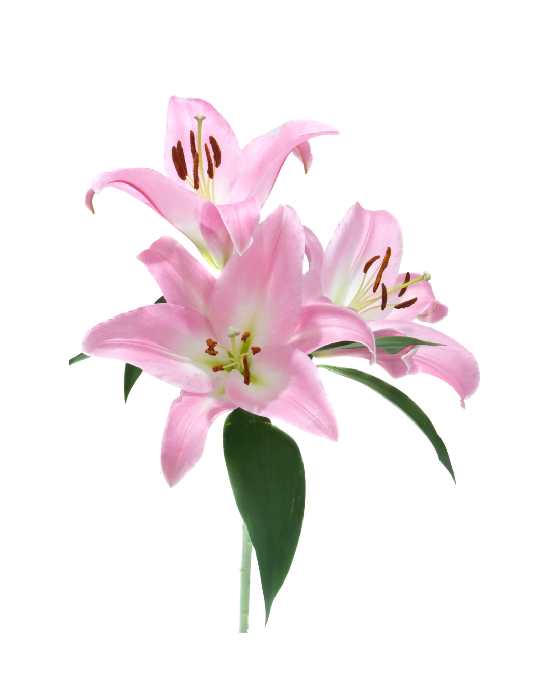 Lirios O Light Pink (1) Orientales Light Pink - Image 1